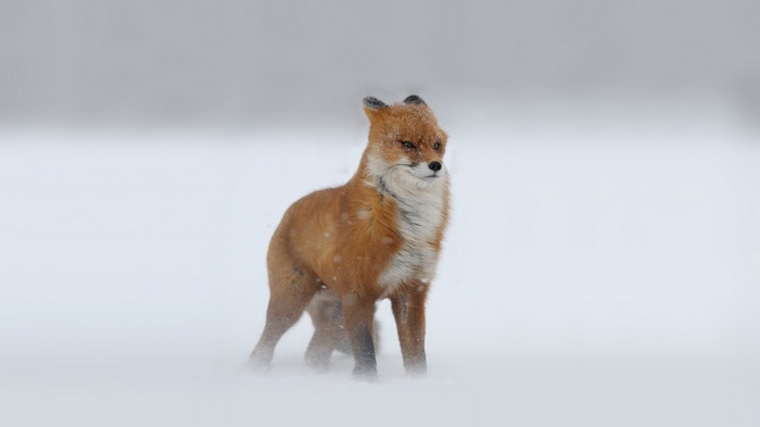A red fox stands in the snow