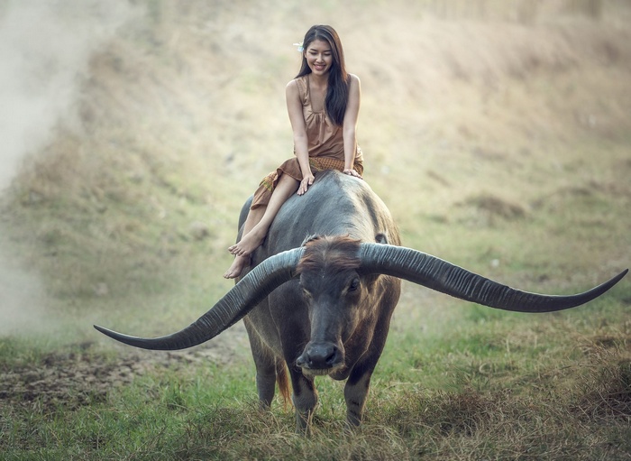 Young woman riding a water buffalo in Thailand