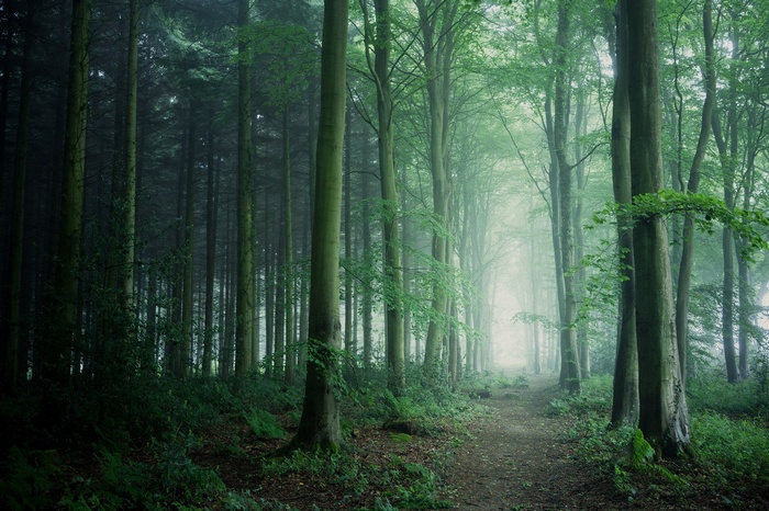 A misty forest path with tall trees