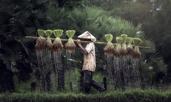 Farmer carrying rice seedlings in a field
