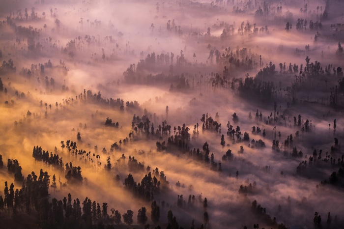 Forest landscape with mist from a top view