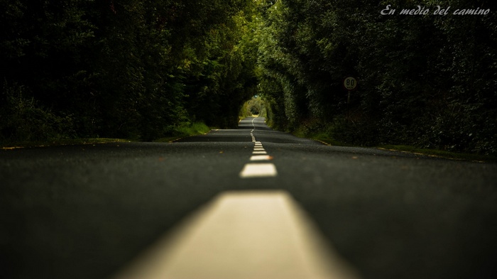 Road through a tunnel of trees with a speed limit sign