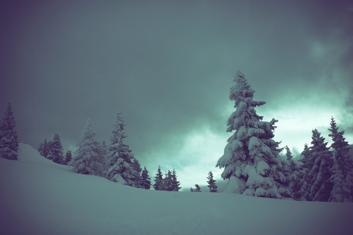 Snow-covered trees on a cloudy winter day