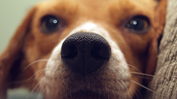 Close-up of a beagle dog's nose and eyes