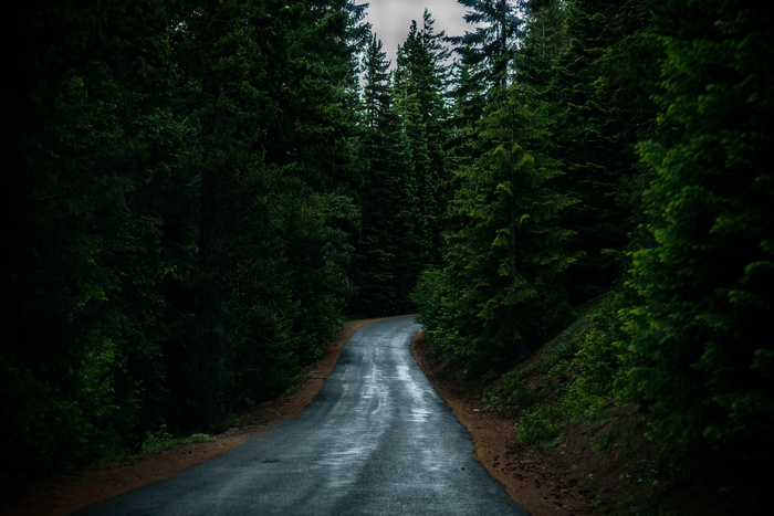 A wet road winds through a dense forest of tall evergreen trees.