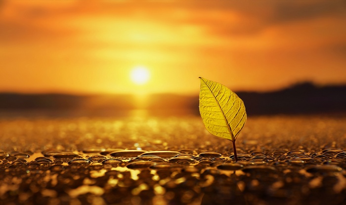 Single leaf with water drops at sunset