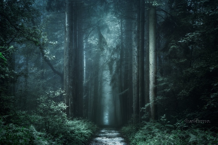 A dark and misty forest path with tall trees