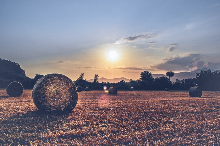 Hay bales in a field at sunset