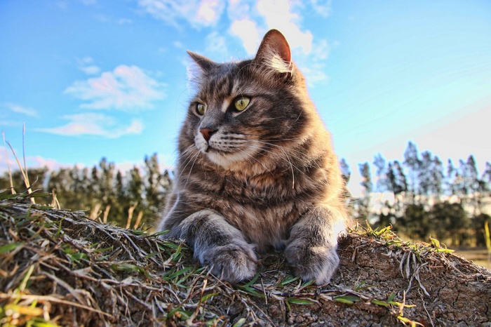 A fluffy gray cat lies on a dirt mound