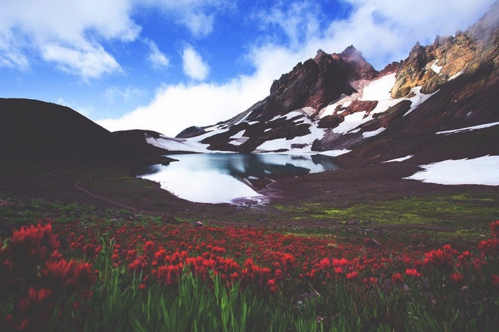 Red wildflowers in front of a mountain lake and snowy peaks
