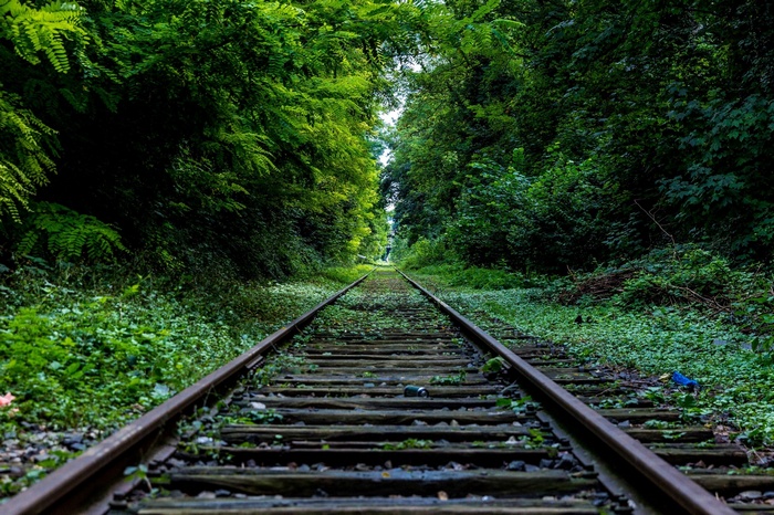 Abandoned railway tracks through a dense green forest