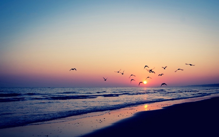 Birds flying over the ocean at sunset