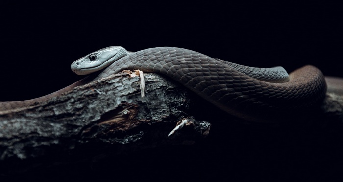 branch, photography, snake, reptiles, nature, wildlife, mamba