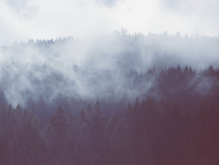Misty forest landscape with tall trees