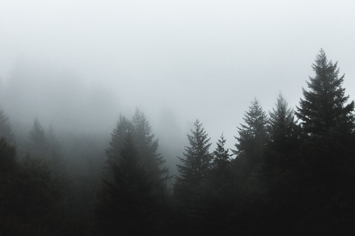 Dark forest shrouded in mist