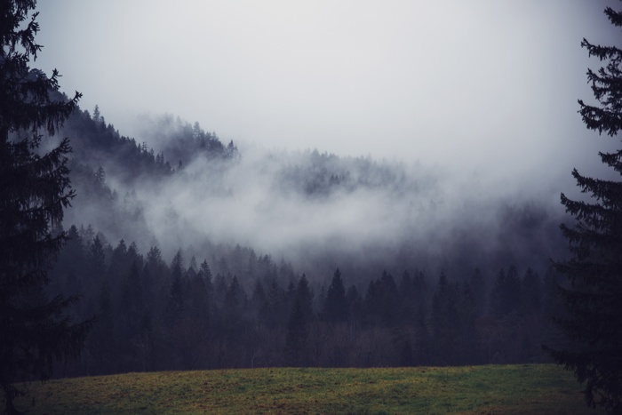 Misty forest with a grassy field in the foreground