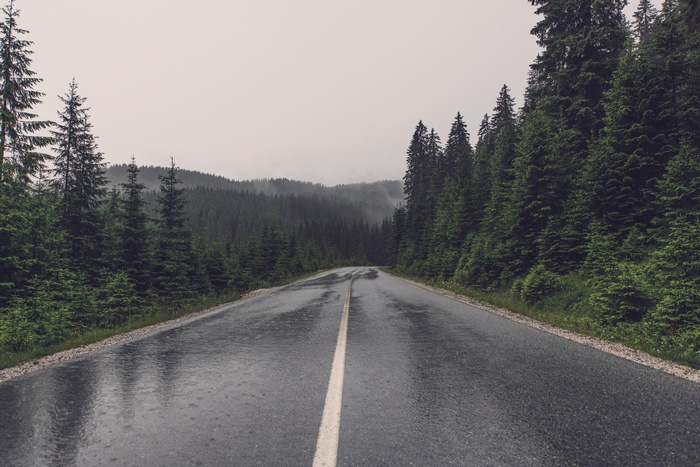 Wet forest road with pine trees