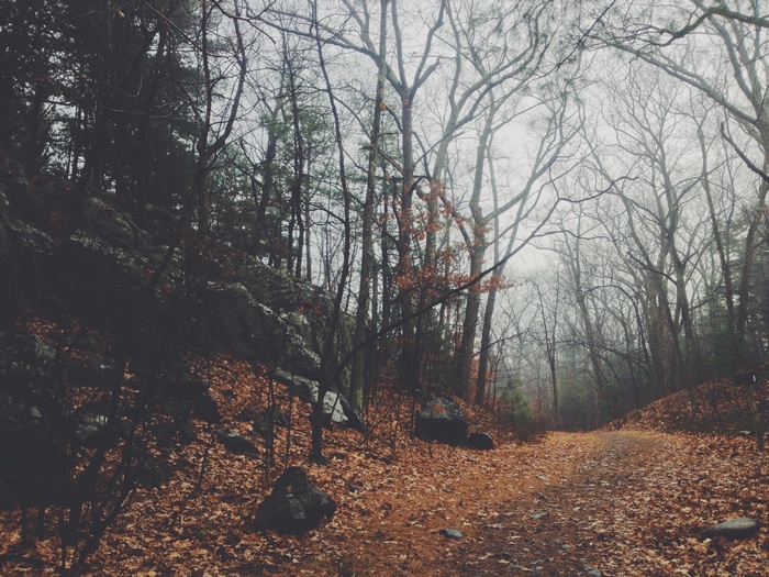 A forest path covered in fallen leaves