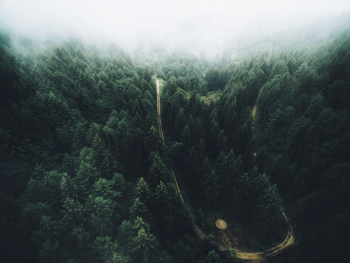 Aerial view of a forest with a road