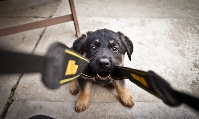 Puppy playing with a leash in POV