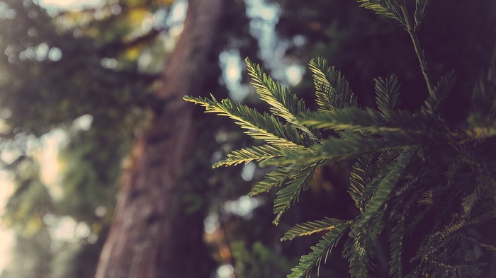 Green pine needles on a tree trunk