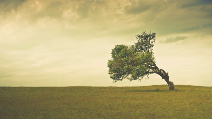 A lone tree bends in the wind on a grassy hill under a cloudy sky.