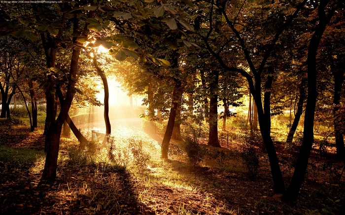 Sunlight filtering through trees in a forest at sunset