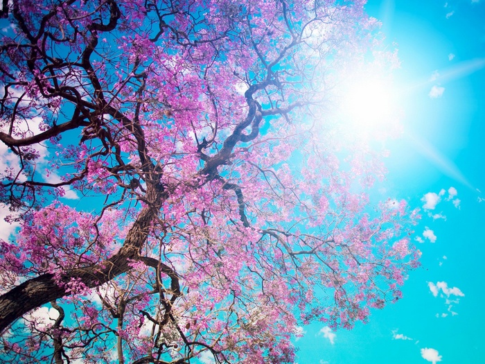 Pink flowering tree against a bright blue sky