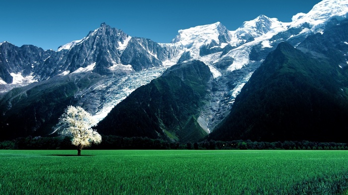 Snowy peaks of the Swiss Alps above a green field and tree