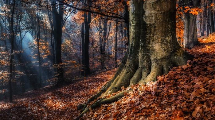 Sun rays filtering through an autumn forest with fallen leaves