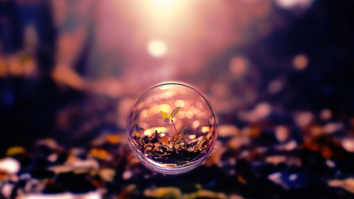 A small plant grows inside a bubble on a forest floor
