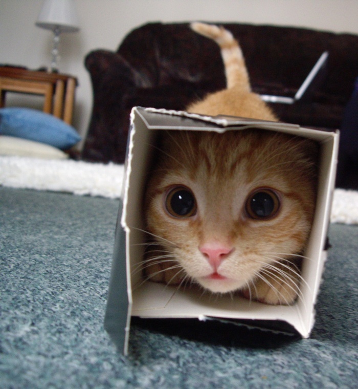 Orange kitten peeking out of a box