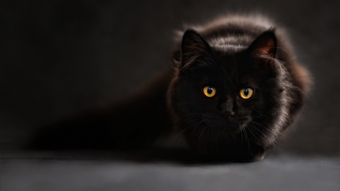 Black cat with yellow eyes on a dark background