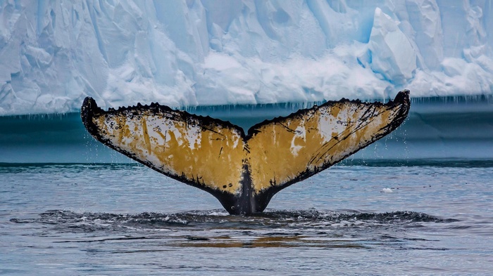 Humpback whale tail emerging from icy water