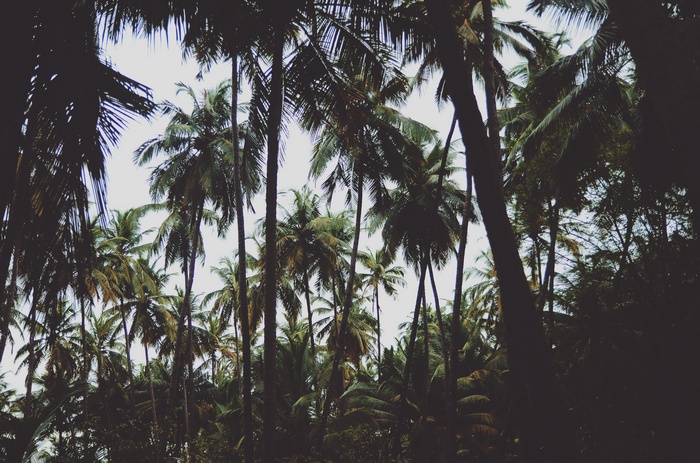 Dense forest of tall palm trees