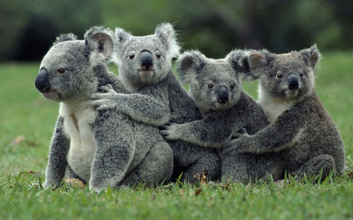 Four koalas sitting together on grass