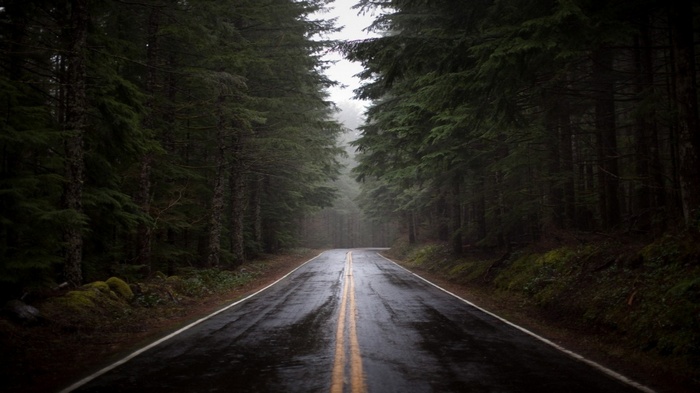 Wet forest road with tall trees