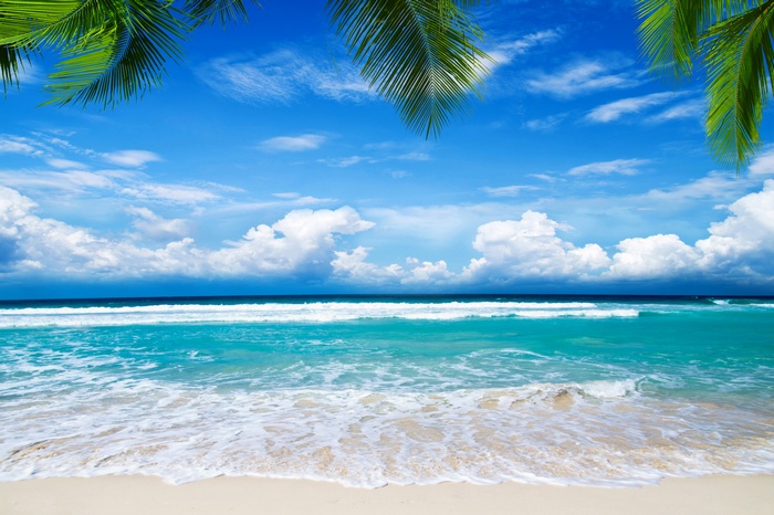 Tropical beach with palm trees and ocean waves