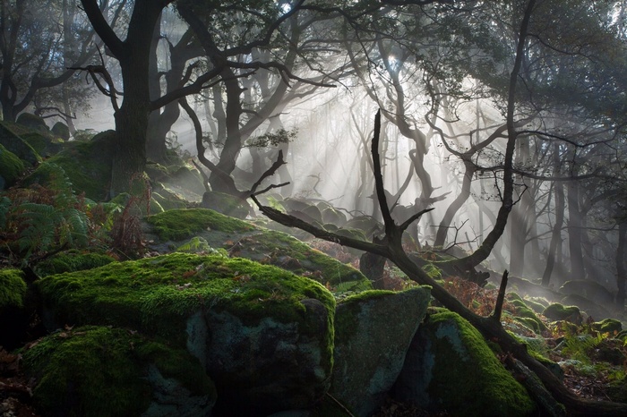 Misty forest with moss-covered rocks and gnarled trees