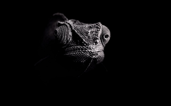 Close-up of a chameleon's head in the dark