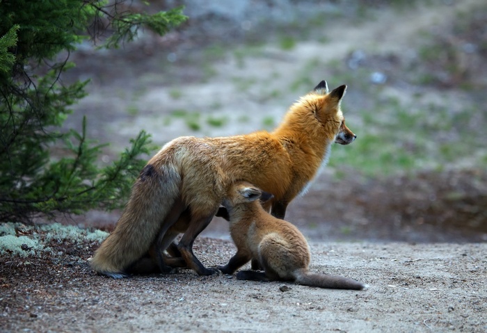 Red fox mother and cub in forest