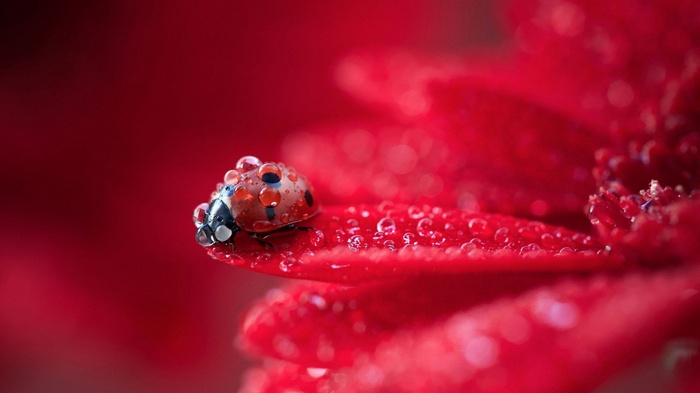 Ladybug on a red flower with water droplets