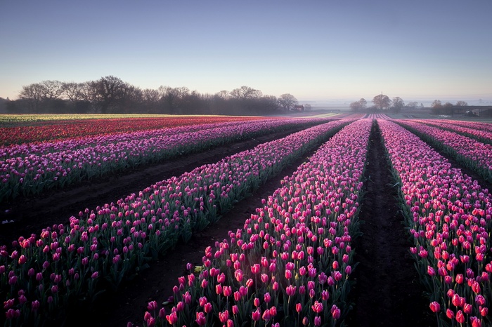 Rows of pink and purple tulips in a field at sunrise