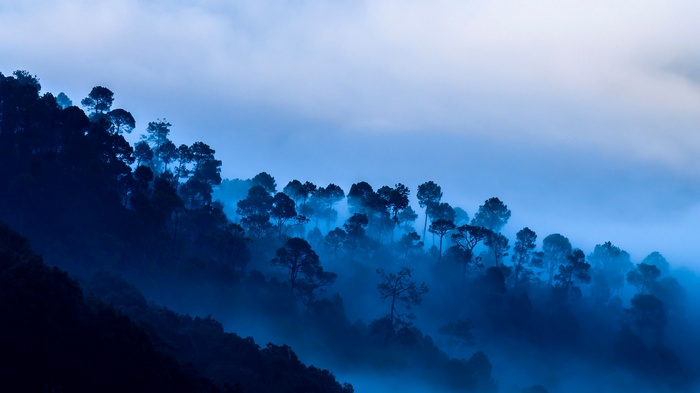 Misty forest landscape with tall trees