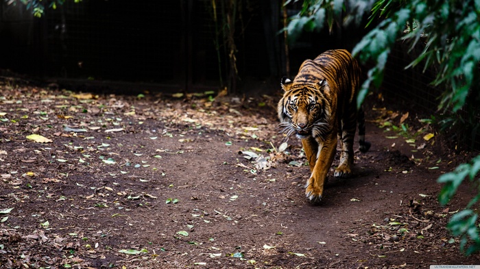 Tiger walking on a dirt path in a forest