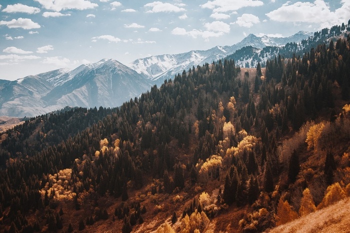 Snow-capped mountains and autumn forest landscape