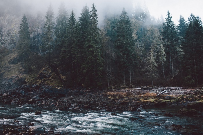 Misty forest and river landscape