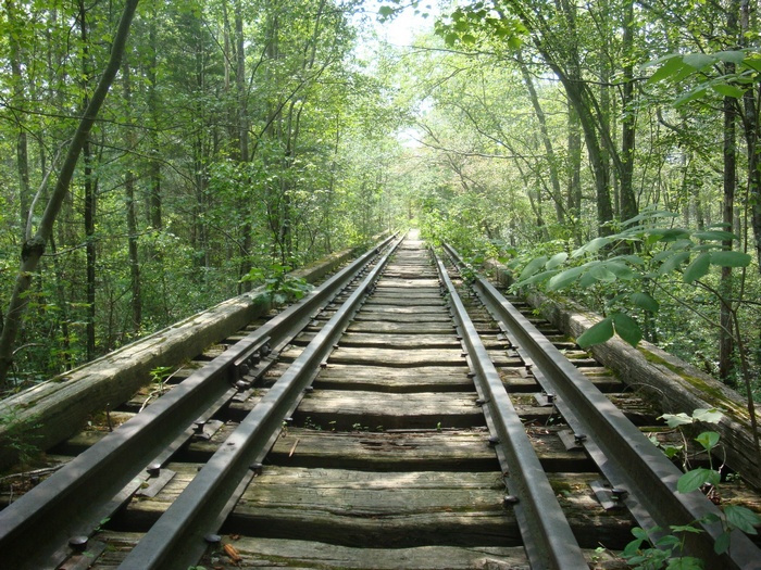 Abandoned railroad tracks in a dense forest