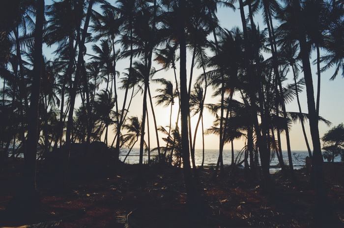 Palm trees silhouetted against the ocean at sunset