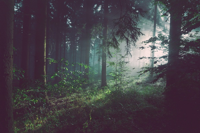 Sunlight filtering through a misty forest with green plants